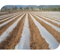 Acolchado Plástico (Mulch)